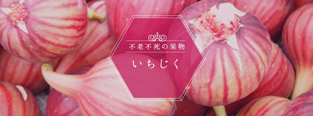 不老不死の果物 いちじく