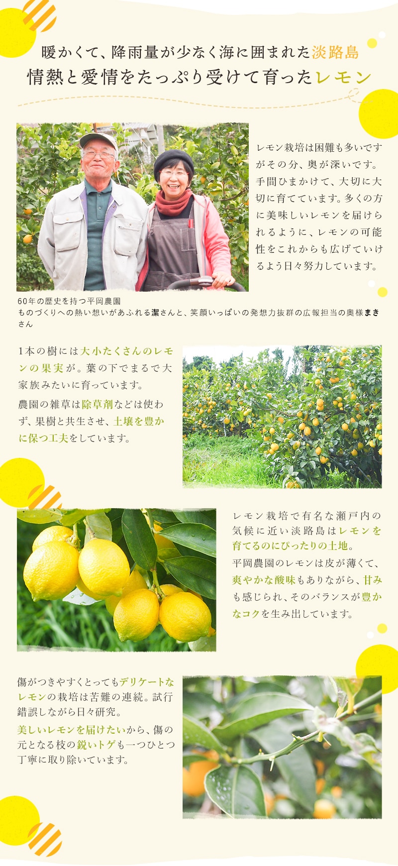 淡路島のレモン