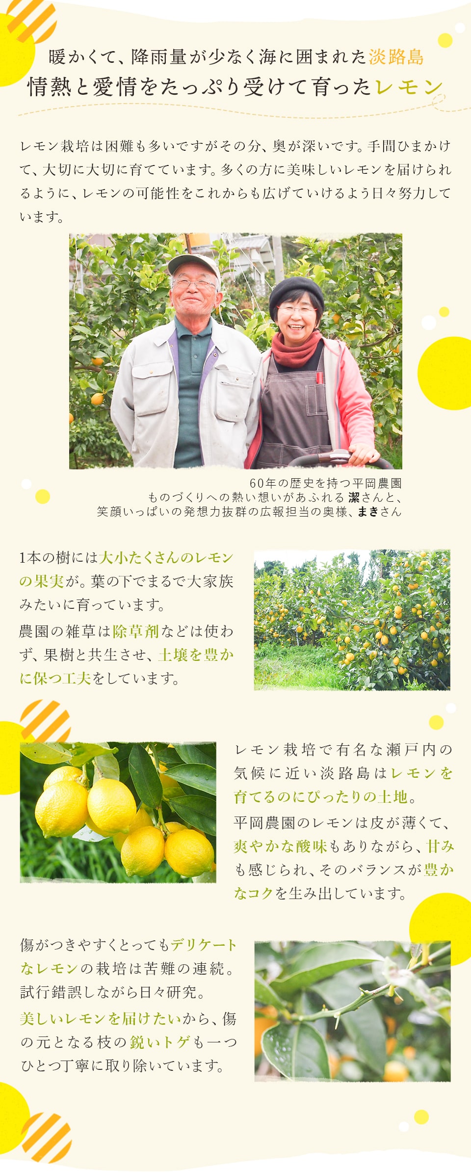 淡路島のレモン