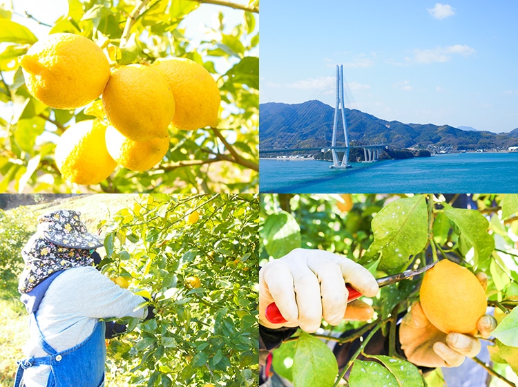 瀬戸内の太陽と潮風に育まれたレモン！

