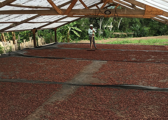 私のチョコレートづくりは カカオ生産地から始まる